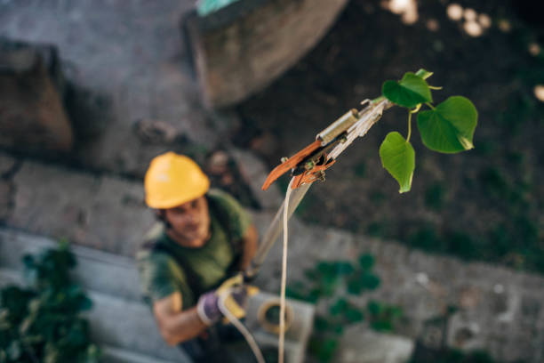 Best Storm Damage Tree Cleanup  in Orono, MN