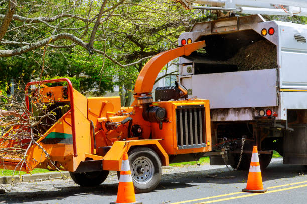 Best Tree and Shrub Care  in Orono, MN