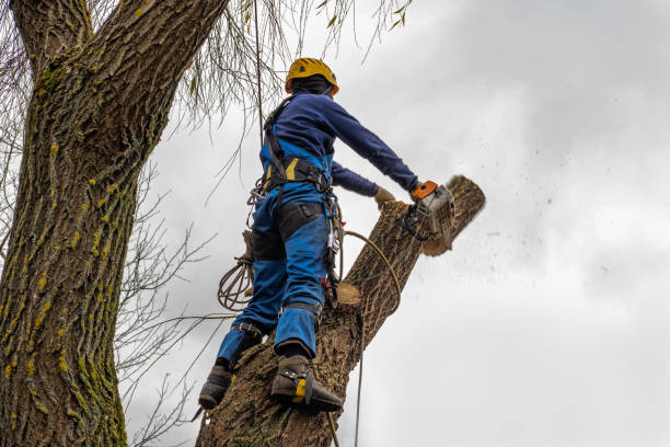 Best Tree Risk Assessment  in Orono, MN