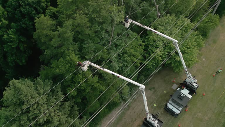 Best Tree Trimming and Pruning  in Orono, MN