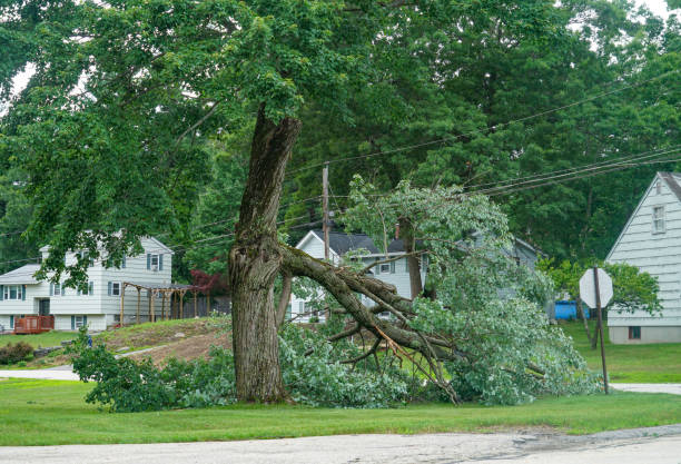 Best Hazardous Tree Removal  in Orono, MN