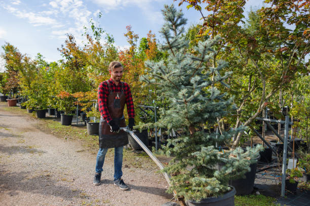 How Our Tree Care Process Works  in  Orono, MN
