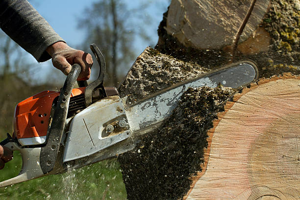 Professional Tree Removal in Orono, MN
